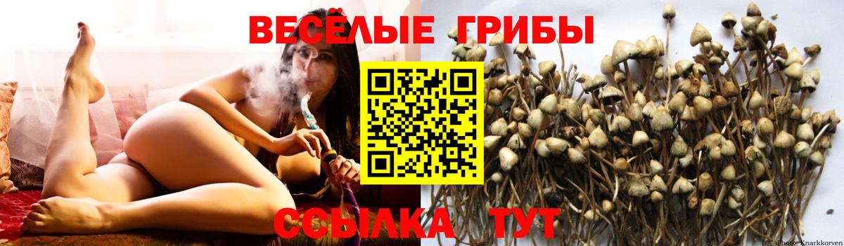 Сокол  Галлюциногенные грибы прущие грибы  Галлюциногенные грибы GOLDEN TEACHER  Вход с VPN 